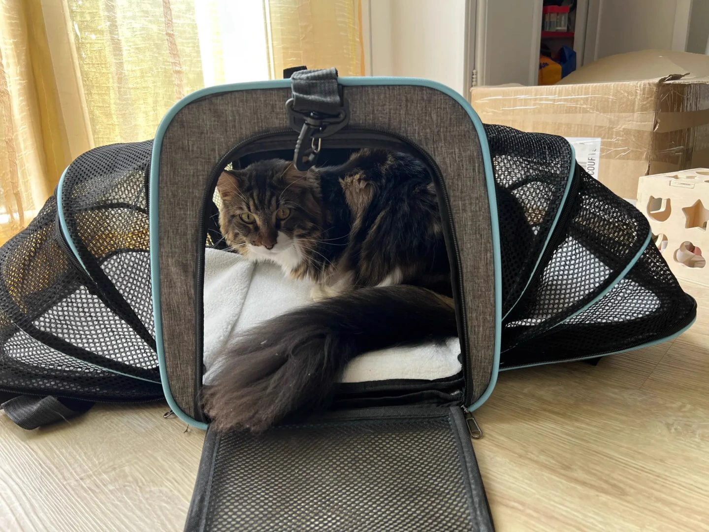 Photo client : chat installé dans le sac